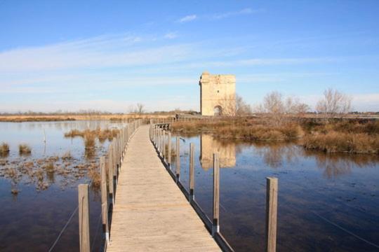 Vacances En Camargue Proche De La Mer Climatise Aigues-Mortes Exteriör bild