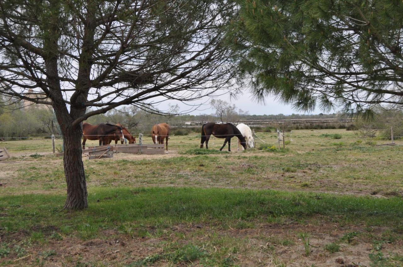 Vacances En Camargue Proche De La Mer Climatise Aigues-Mortes Exteriör bild
